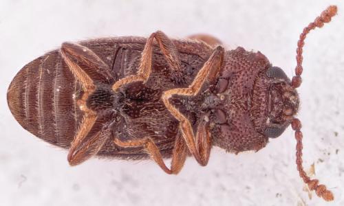 Cryptophagus sp.